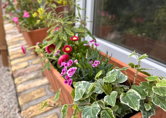 Triplex Le Petit Cocon * Coulogne